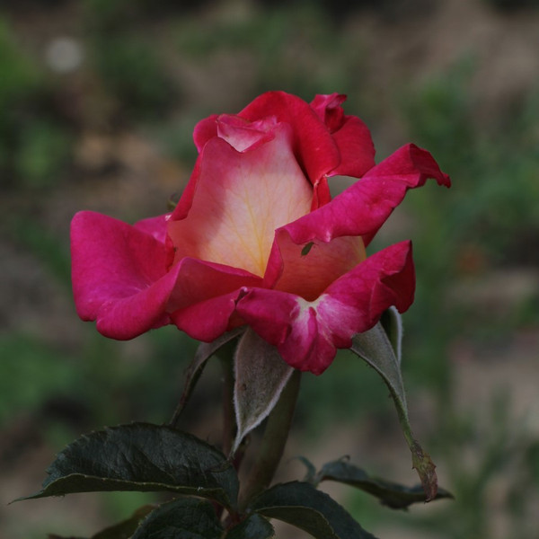 Rosa 'Darling Jenny'