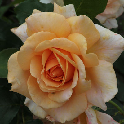 Rosa 'David's Rose'