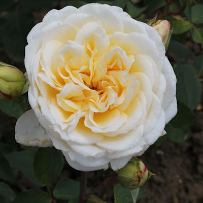 Rosa 'David's Star'