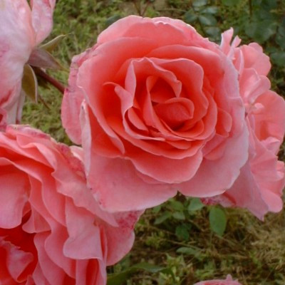 Rosa 'Dearest'