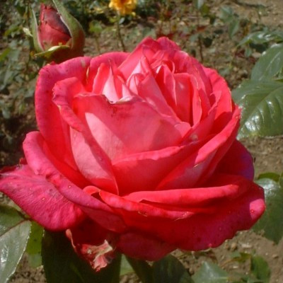 Rosa 'Debbie Thomas'