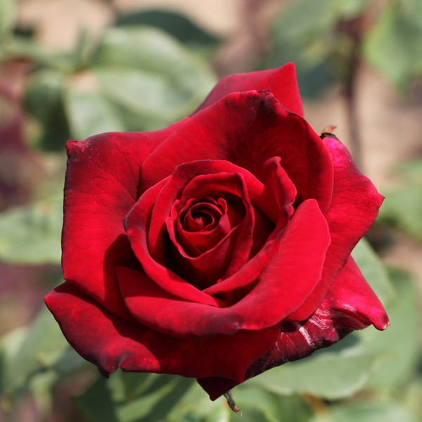 Rosa 'Deep Secret'