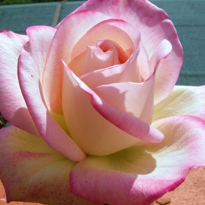 Rosa 'Desperado'