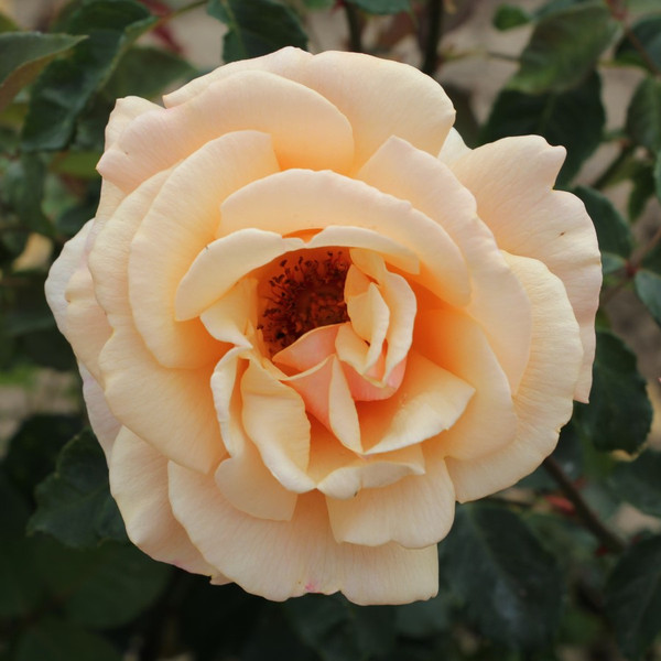 Rosa 'Diamond Jubilee'