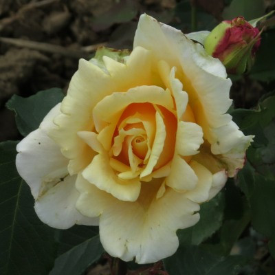 Rosa 'Diamond Jubilee'