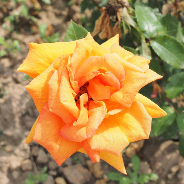 Rosa 'Doreen'