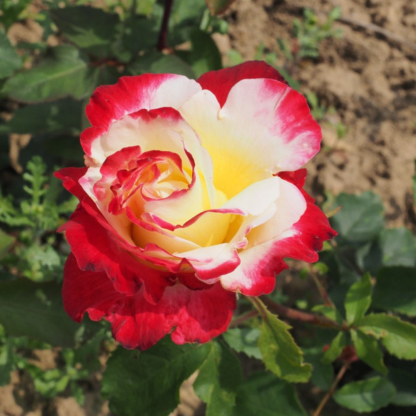 Rosa 'Double Delight'