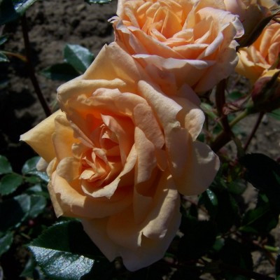 Rosa 'Double Gold'