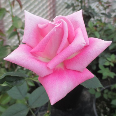 Rosa 'Dr Tommy Cairns'
