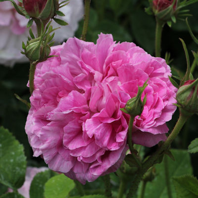 Rosa 'Duchesse de Berry'