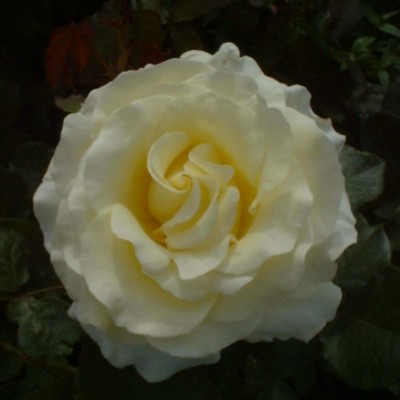 Rosa 'Elina'