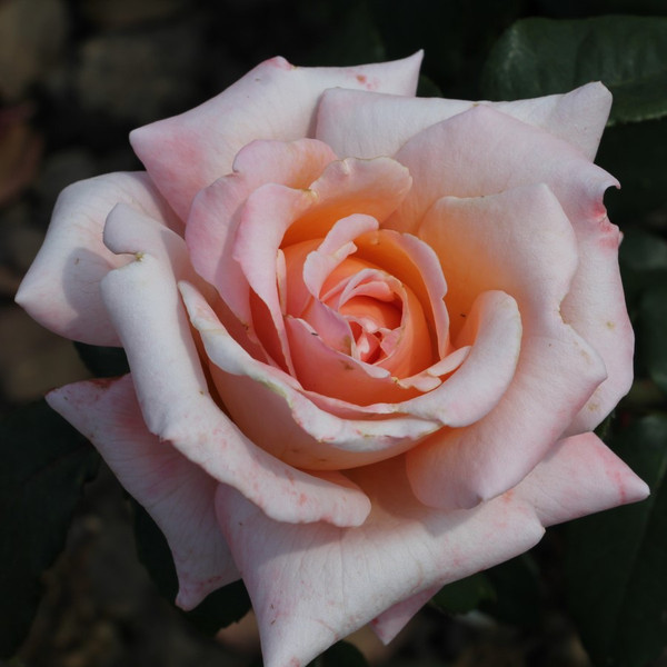 Rosa 'Emma May'