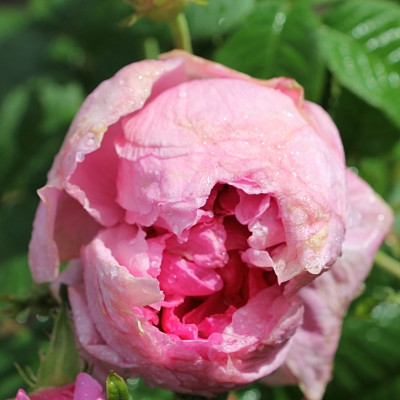 Rosa 'Empress Josephine'