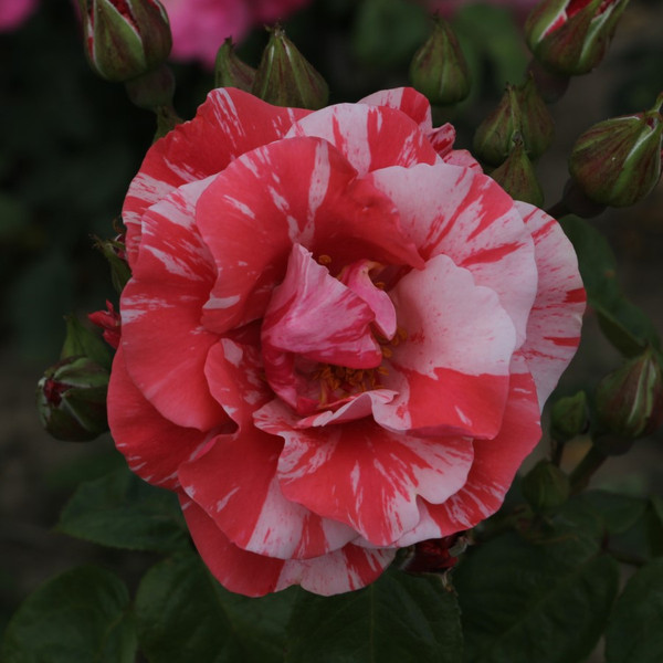 Rosa 'England's Heroes'