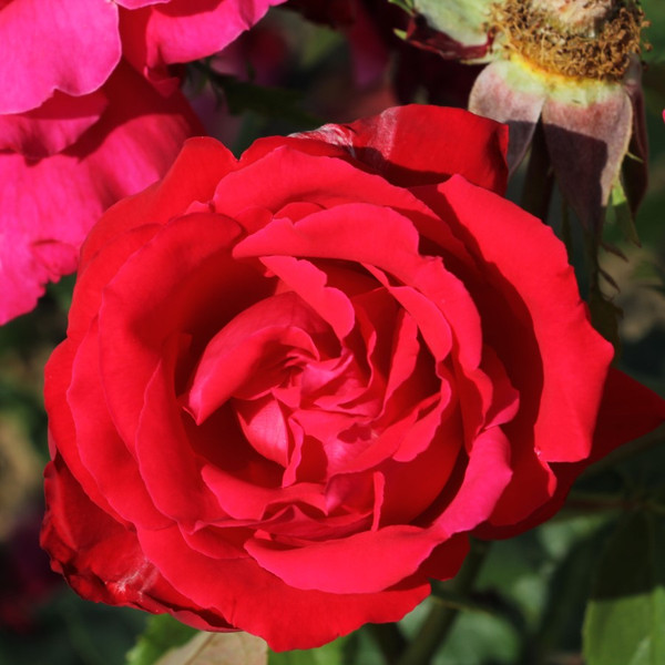 Rosa 'Ernest H. Morse'