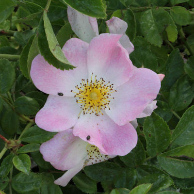 Rosa 'Evangeline'