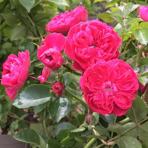 Rosa 'Excelsa'