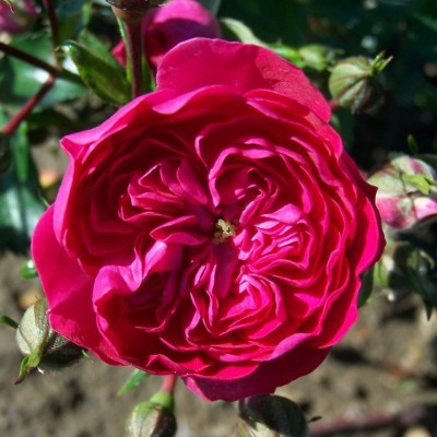 Rosa 'Excelsa'