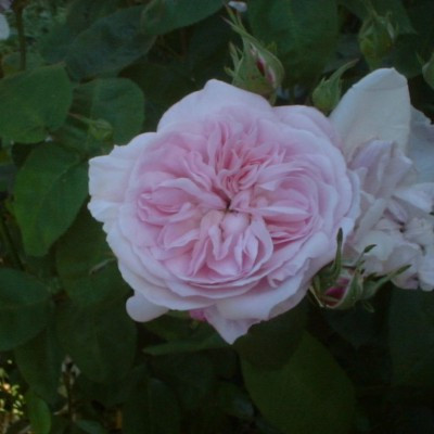 Rosa 'Fantin Latour'