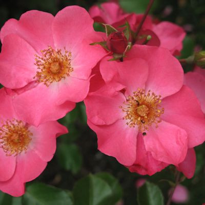 Rosa 'Felicitas'