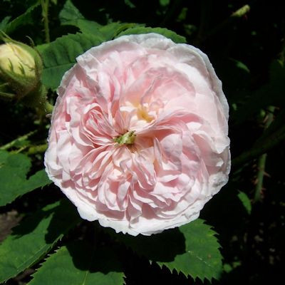 Rosa 'Felicite Parmentier'