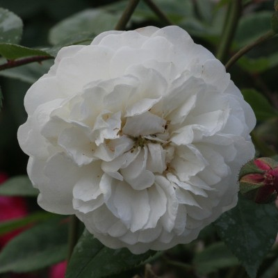 Rosa 'Felicite Perpetue'