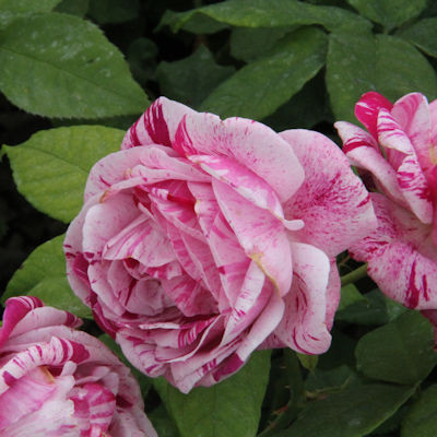 Rosa 'Ferdinand Pichard'