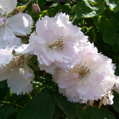 Rosa 'Fimbriata'