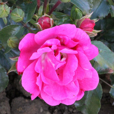 Rosa 'Flower Carpet - Pink'