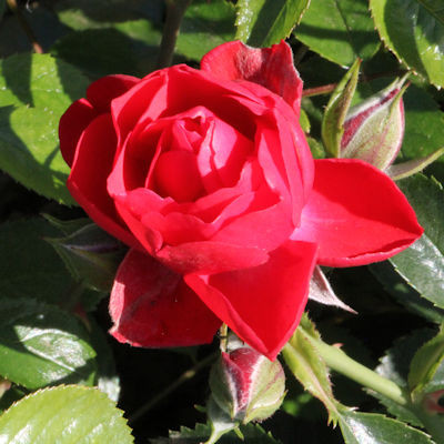 Rosa 'Flower Carpet - Scarlet'