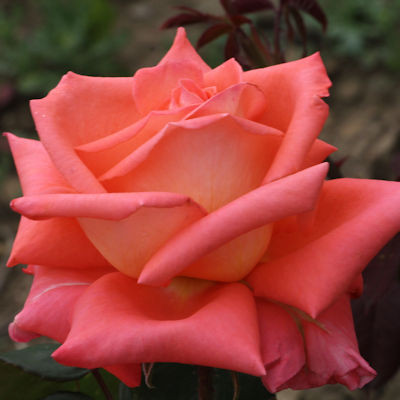 Rosa 'Folklore'