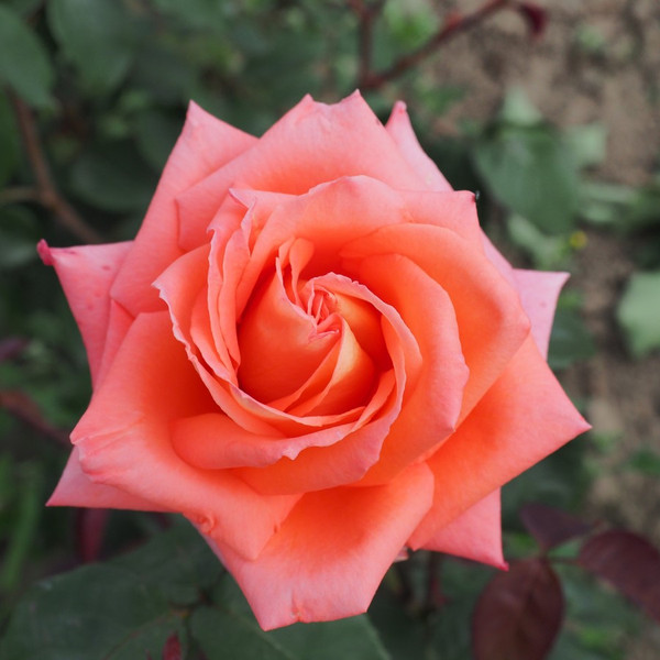 Rosa 'Folklore'