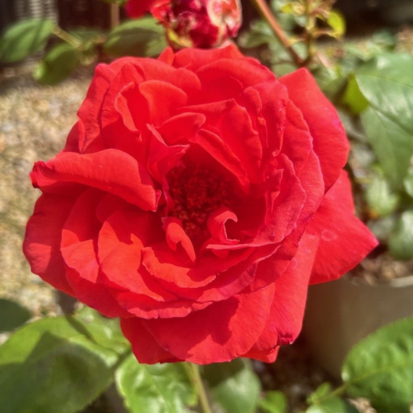 Rosa 'Fragrant Cloud'