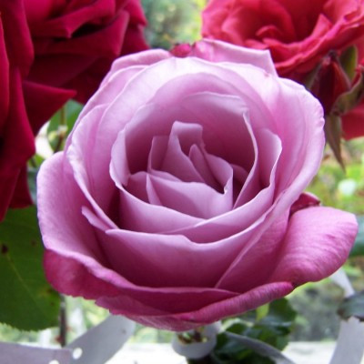 Rosa 'Fragrant Plum'