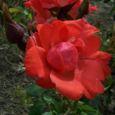 Rosa 'Fred Loads'