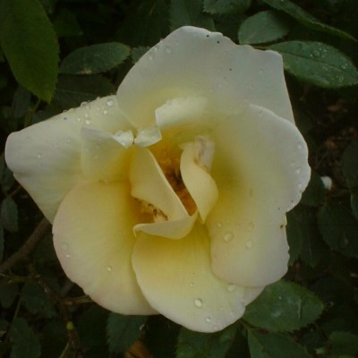 Rosa 'Fruhlingsgold'