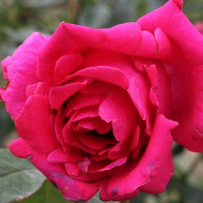 Rosa 'Gareth Davies'
