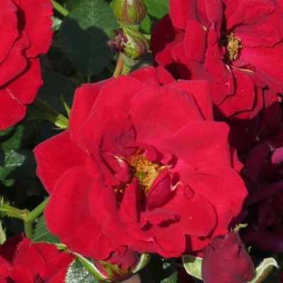 Rosa 'George Best'
