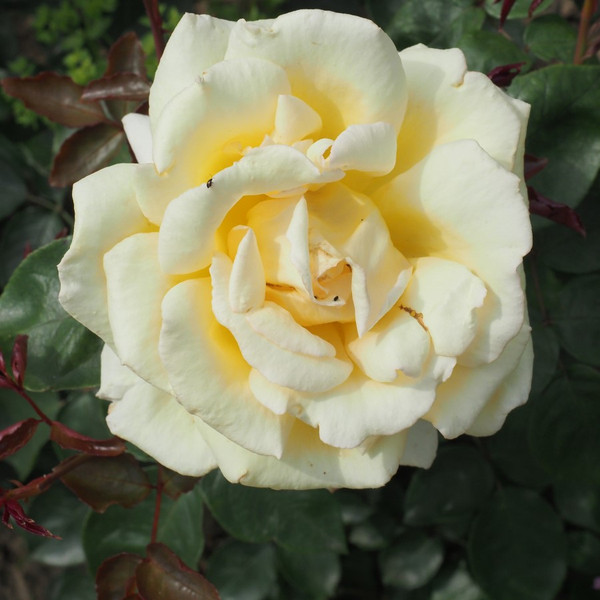 Rosa 'Geoffrey Smith'