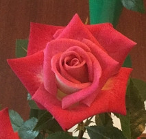Rosa 'Glory Hunter'