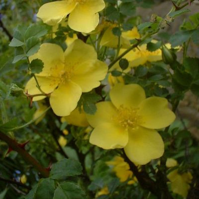Rosa 'Golden Chersonese'