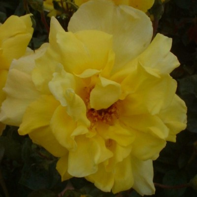 Rosa 'Golden Showers'