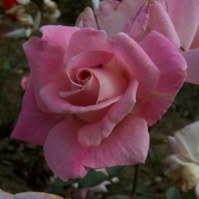 Rosa 'Grace Sharington'