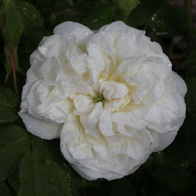 Rosa 'Great Maiden's Blush'
