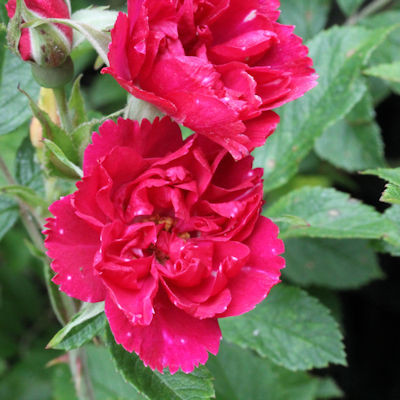 Rosa 'Grootendorst Supreme'