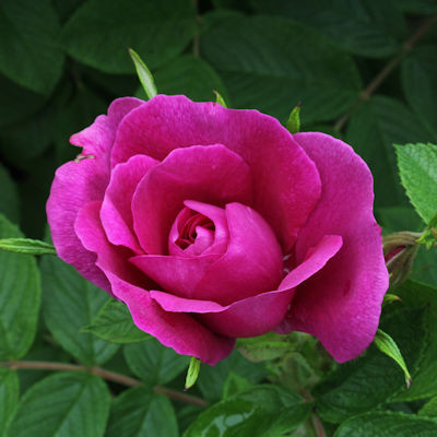 Rosa 'Hansa'