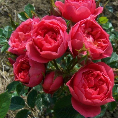 Rosa 'Happy Times'