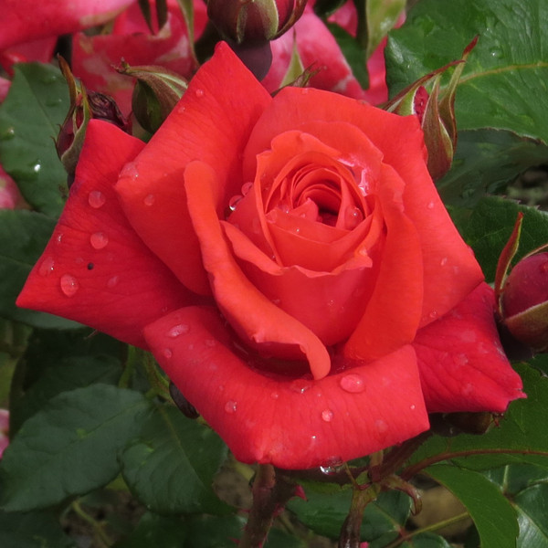 Rosa 'Heaven Scent'