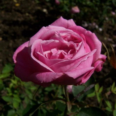 Rosa 'Hermosa'