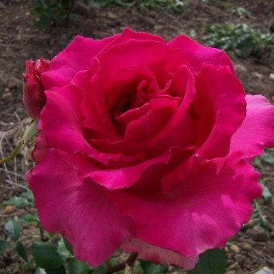 ローズねーさん Rosa 'Here's Sam'- buy roses online from RV Roger Ltd
